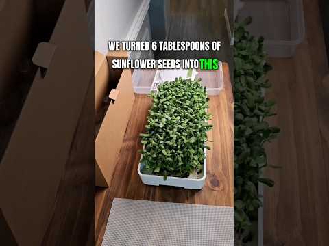 Grow Microgreens at Home with our Tray Kit! |  Soilless Growing | Hydroponics