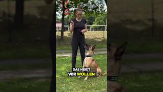 09 Malinois creando el Steh