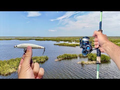 *CRAZY* Inshore Topwater Action!!! | Nature Coast Redfish Fishing