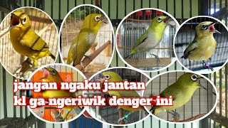 Download lagu pancingan pleci jantan ngeriwik - terapi pleci mp3