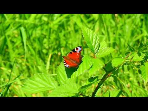 Музыка для души. Релакс. Relax.