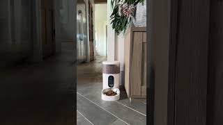Automatic dog feeder #aqara #amazonfinds #petfoodmachine