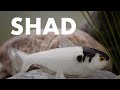 Shad LIVETARGET