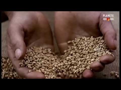 Grèce Antique : Socrate Naissance De La Philosophie Documentaire