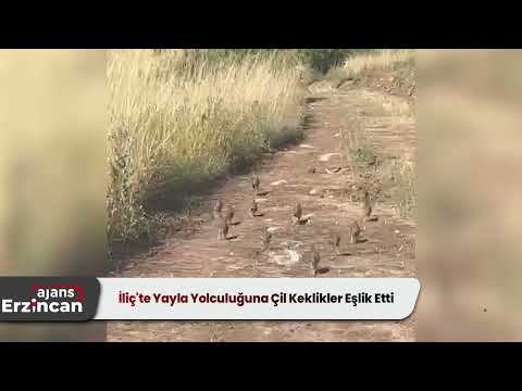 İliç'te Yayla Yolculuğuna Çil Keklikler Eşlik Etti