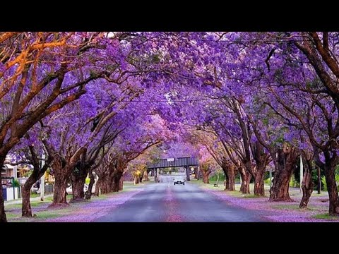 Grafton,NSW🇦🇺💙🦚 4K drone adventure,exhilarating drive through the beautiful Jacaranda lined streets