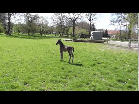 Hengstfohlen von Florenz 2016