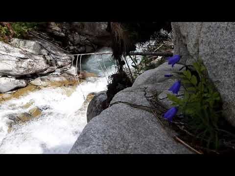 Vysoke Tatry studený potok 12 kvety