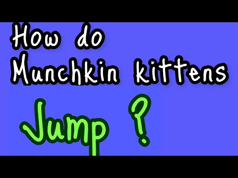 How do munchkin kittens jump?