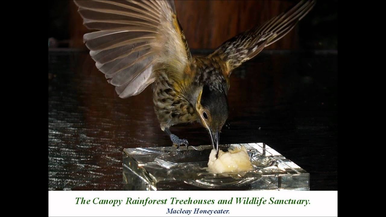 The Canopy Rainforest Treehouses