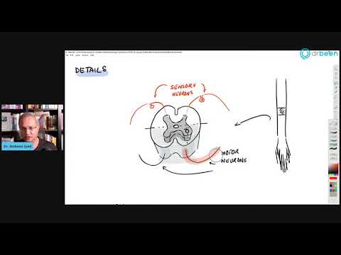 Guillain-Barré-Syndrom (GBS)
