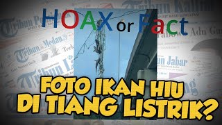 Hoax or Fact: Beredar Foto Ikan Hiu di Tiang Listrik akibat Badai Laura, Ini Faktanya