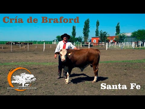 156 Cría de Braford - Pueblo Marini (Santa Fe) - Estancias y Tradiciones