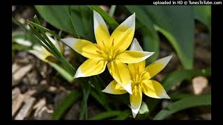 Lucian Green - Starlog Practicum 2