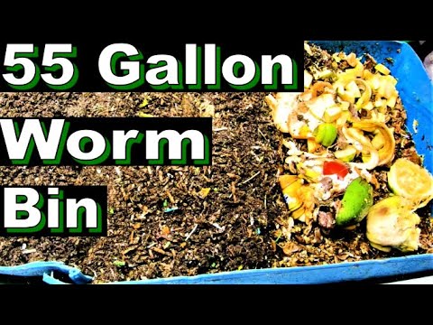 Full tour of my 55 Gallon Worm Bin Fluff, Evaluate, and Feed the WEDGE Method System