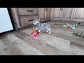 French Bulldog dogs for sale: Liam - Video 1