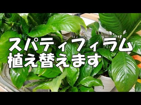 葉が黄色くなったスパティフィラムの手入れ方法は？原因は何ですか?  庭園