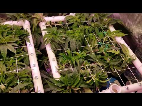 SCROG - SCReen Of Green