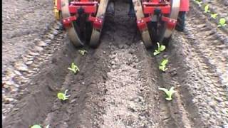 بيع آلة زرع النباتات Weremczuk PATRYK-2 - صورة 4 | Agronetto AE جديد آلة زرع النباتات Weremczuk PATRYK-2 | صورة 4 - Agronetto