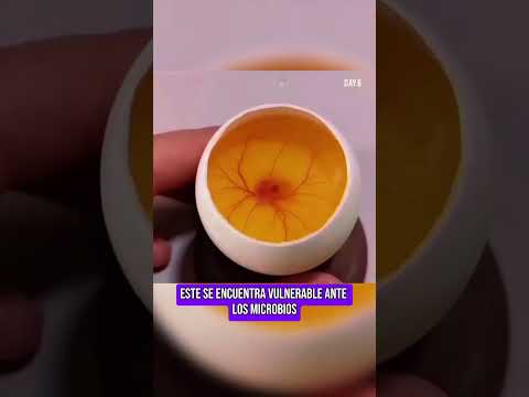 🐥 Growing a chick in an open egg 🥚