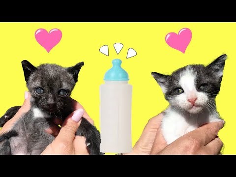 Mis gatitos bebés Luna y Estrella tomando su primer biberón / Funny cats
