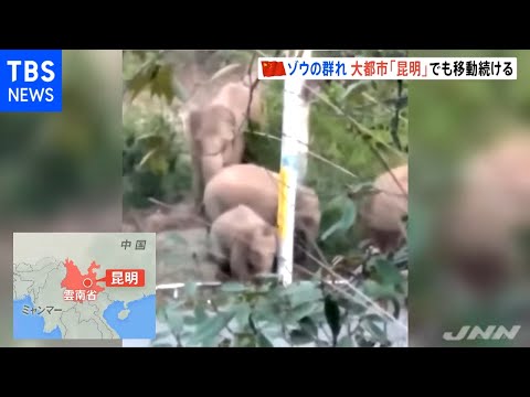 Elefante chega à capital da província de Yunnan, na China, e continua em direção ao norte