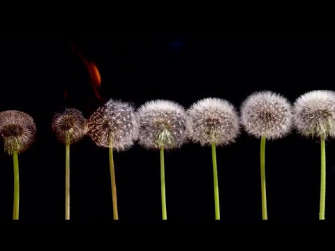 Dandelions On Fire Stock Video