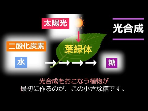 商学科 蜂蜜は太陽からの贈り物