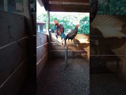 Reprodutor CALÍGULA X FRED / HETEROSE. A fêmea é FALCÃO PEREGRINO X BAIXINHO DO ALE / GLADIADOR