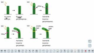 Eğitim Vadisi AYT Biyoloji 12.Föy Bitki Biyolojisi 2 Konu Anlatım Videoları
