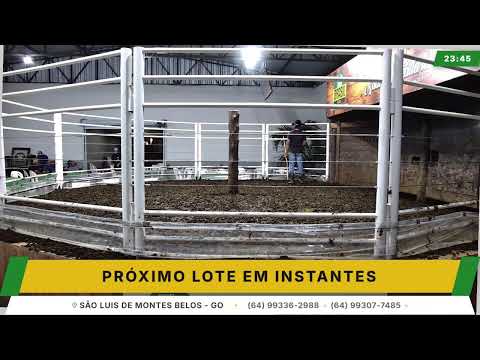 BRASIL LEILÕES - SÃO LUIS DE MONTES BELOS - GO -22/04/2026