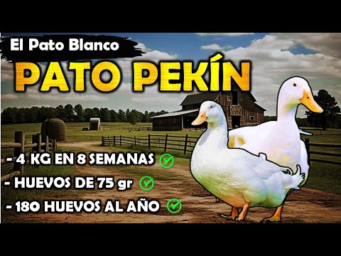 Agropecuaria Productiva and Efecto Prisma