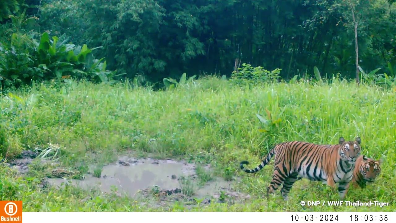 Tigre immortalata in Thailandia dalle fototrappole