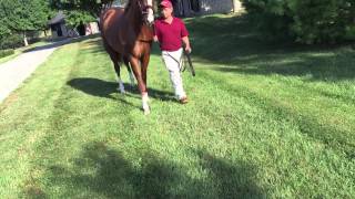 California Chrome at Taylor Made Farm
