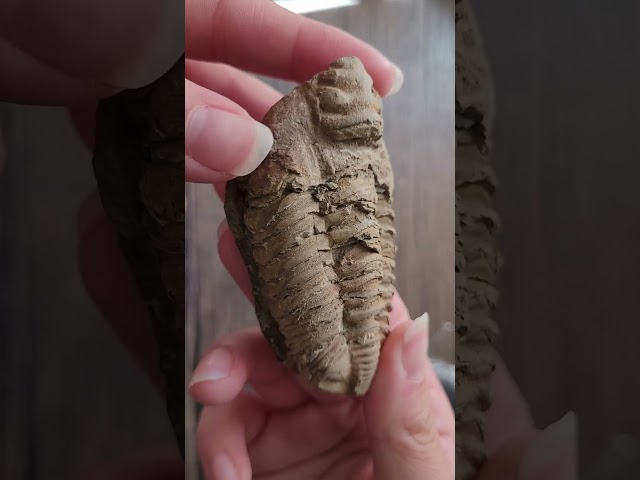 Vídeo relacionado con IMIKEYA 2 piezas Fósiles Trilobites Decorativos Simulación Científica para Enseñanza Escolar y Adorno Educativo Paleontología