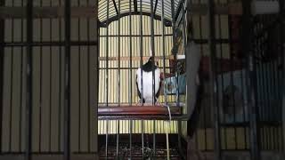 Download lagu jalak suren gacor isian murai batu #jay mp3