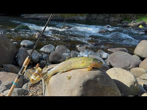 Coastal Mountain Trout Catch & Cook | Fishing Oregons Beautiful Coastal Rivers