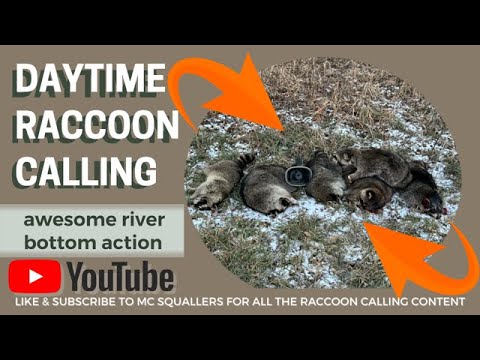 Daytime Raccoon Calling Awesome River Bottom Action! #hunting #calling #wildlife #luckyduck