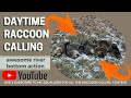Daytime Raccoon Calling Awesome River Bottom Action! #hunting #calling #wildlife #luckyduck