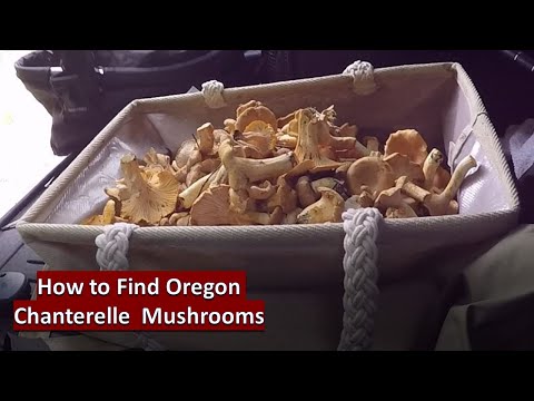 How to Find Fall Mushrooms - Oregon Coast Range