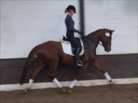 "QUÄNTCHEN GLÜCK" 4j. v. Quarterhall - De Niro VB 6.500,- Euro