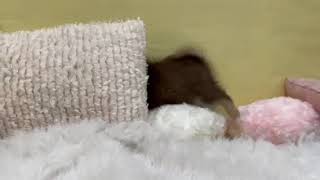 ハーフ犬の動画01