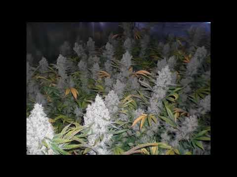 Rekin, DinoWZG, Pczr feat  DJ Yakuz - Palto