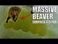 Video Thumbnail for HUGE BEAVER comes up sight hole.......Sight Fishing For Big Brook Trout