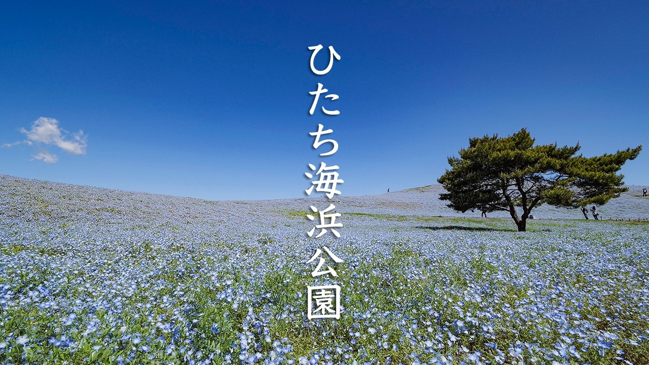 Hitachi Seaside Park Nemophila