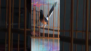 Download lagu KRETEKAN MURAI BATU GACOR BUAT MANCING EMOSI mp3 Download lagu KRETEKAN MURAI BATU GACOR BUAT MANCING EMOSI mp3