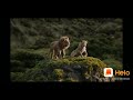 Royal Love Status Of