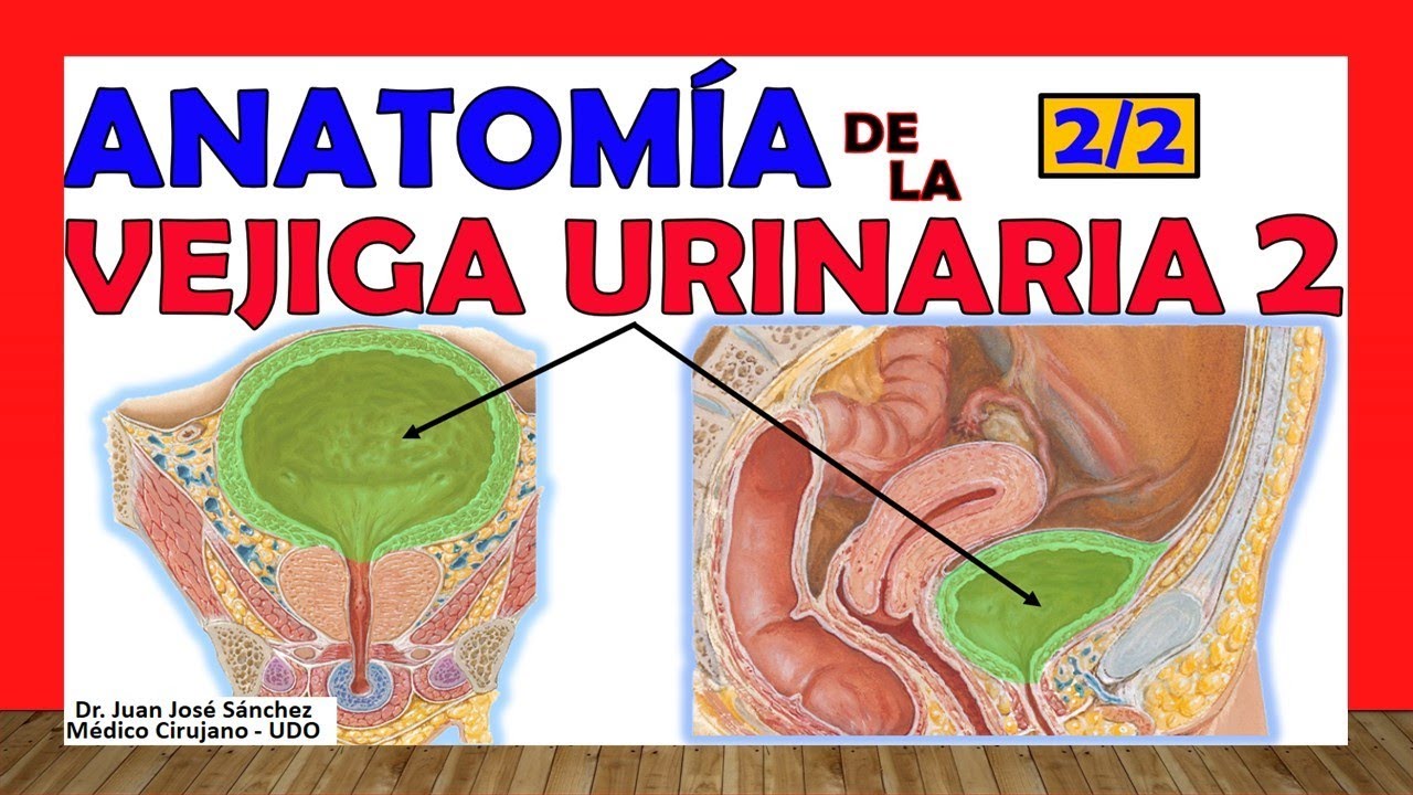 🥇 URINARY BLADDER (2/2). Anatomy. Easy Explanation!