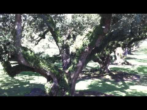 Oak Alley Plantation Video 2