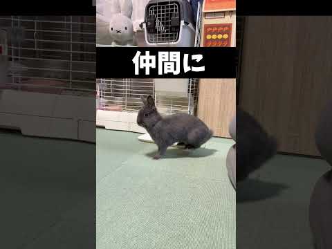 ソファに設置されたドワーフウサギ、またはむしろ毛皮のボール